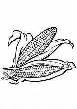 Coloring Sheets Of Corn Pages sketch template