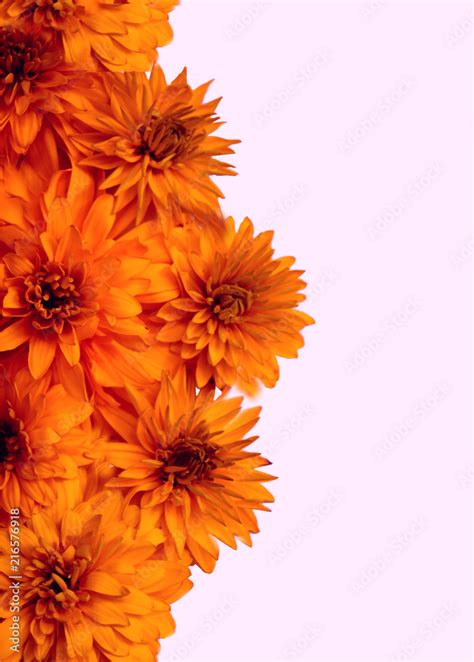 Orange Flowers Background Images | Best Flower Site