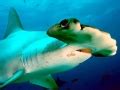 Scalloped Hammerhead Shark – "OCEAN TREASURES" Memorial Library