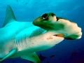 Scalloped Hammerhead Shark – "OCEAN TREASURES" Memorial Library