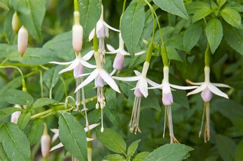 Fuchsia magellanica var. molinae (Hardy Fuchsia)