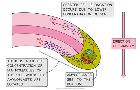 AQA A Level Biology复习笔记6.1.3 Indoleacetic Acid (IAA)-翰林国际教育