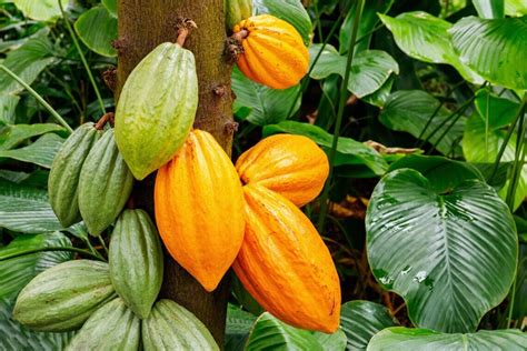 4 Cacao Tree Seeds for Planting Wet Cocoa Seeds Rare, Exotic Cacao Tree ...