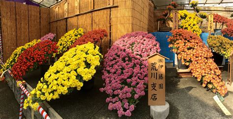 Autumn : Kiku Flower Festival at the Yushima Shrine – Experience Tokyo – Travel, Discover and ...