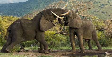 Getting to Amboseli National Park/Wildlife | Kenya Safaris | Kenya