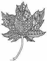 Maple Tree Coloring Pages sketch template