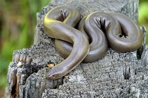 Snake Species List | Types of Snakes - HappySerpent