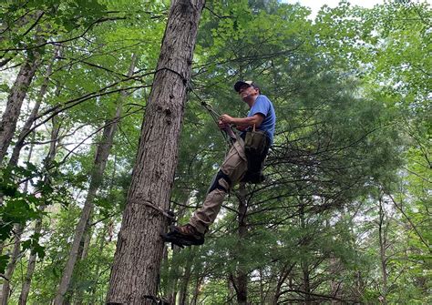 Best Tree Saddles for 2023, Tested and Reviewed | Outdoor Life