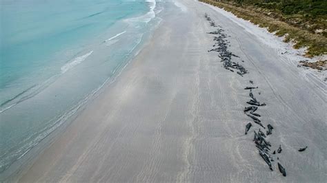 477 whales die in 'heartbreaking' New Zealand strandings | ITV News