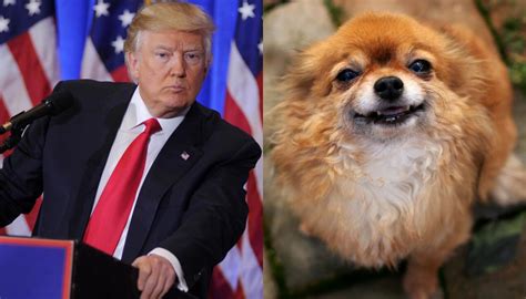 Top pets Trump should get | Newshub