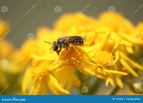 Bee Pollinating Flowers stock photo. Image of petals, flowers - 127694