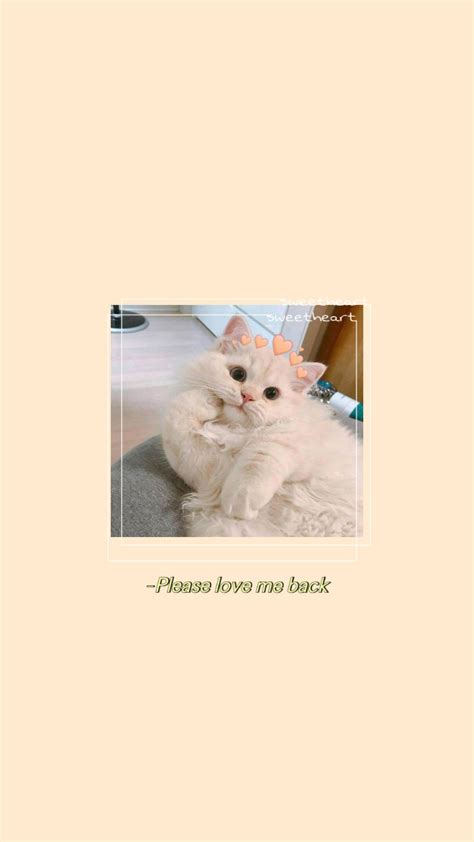 Wallpaper Cute Cat Wallpaper Wallpaper Iphone Wallpaper Kucing Aesthetic - Draw-411