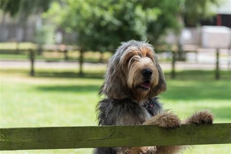 Otterhound Dogs Breed - Information, Temperament, Size & Price | Pets4Homes