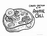 Animal Cell Coloring Sheet sketch template