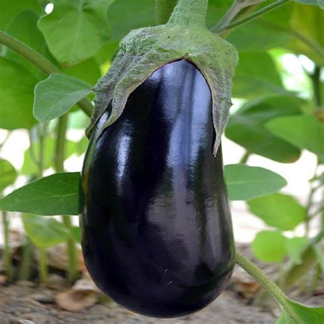 Eggplant 35+ Seeds | NON-GMO | Fresh Garden USA Seed Black Beauty Eggplant Fast