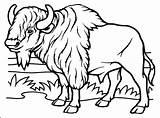 Buffalo Coloring Pages For Kids At GetColoringscom  Free Printable sketch template