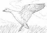 Goose Coloring Page sketch template