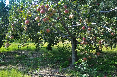 Apple Farm Trees Free Stock Photo - Public Domain Pictures