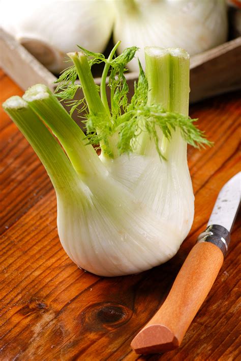 Ingredient: Fennel bulb @recipeland