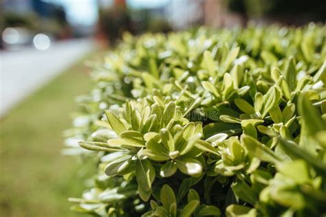 Hedge of Boxwood and Shrubs Stock Image - Image of wall, istanbul ...