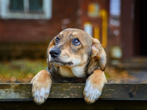 70% of the world's dogs live abandoned