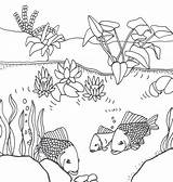 Pond Life Coloring Sheets Pages sketch template