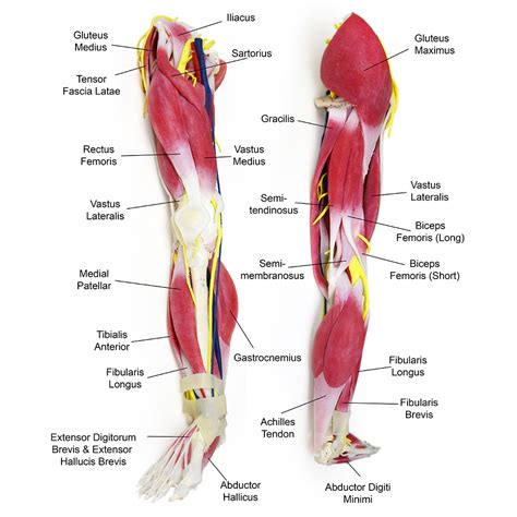 Tendon Diagram Leg : #muscles #leg #tendons #hamstrings #diagram #biology # ... : Right ...
