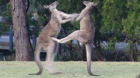 Male Kangaroos fighting - YouTube