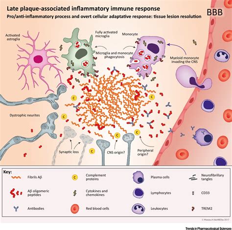 Early and Late CNS Inflammation in Alzheimer’s Disease: Two Extremes of a Continuum?: Trends in ...