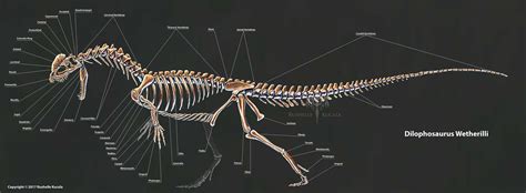 Rushelle.com - Dilophosaurus Wetherilli