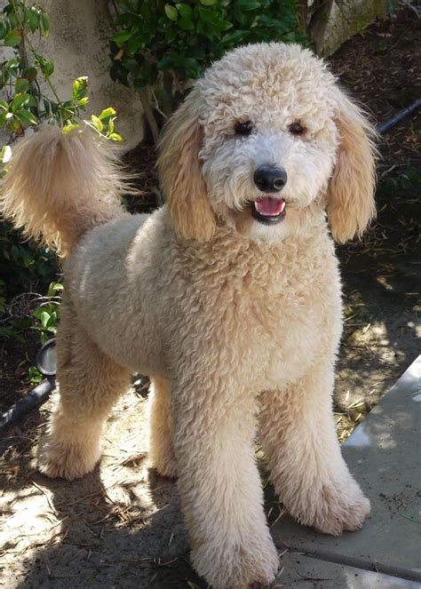 35 best Goldendoodle Haircuts images on Pinterest | Goldendoodle ...