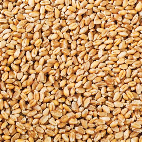 Organic Wheat Grain BULK - Bomo Bulk