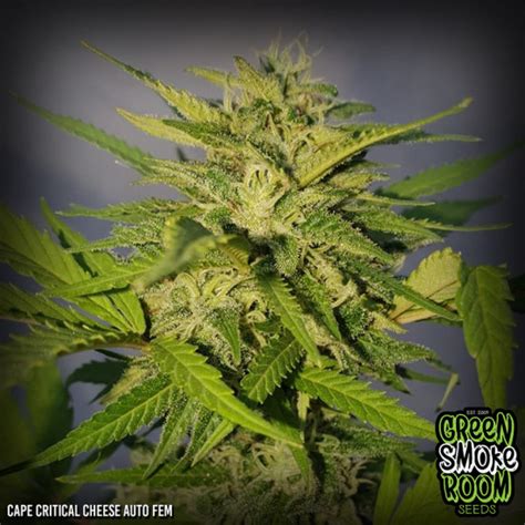 Best Cheese Weed in South Africa | Different Strains & Effects [Updated ...