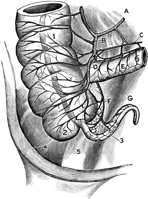 Arterial Blood Supply of the Cecum and Appendix | ClipArt ETC