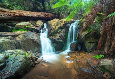 14 Top-Rated Tourist Attractions in the Dandenong Ranges | PlanetWare (2022)