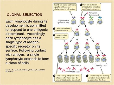 Components of blood Bloodstream Components of blood Human