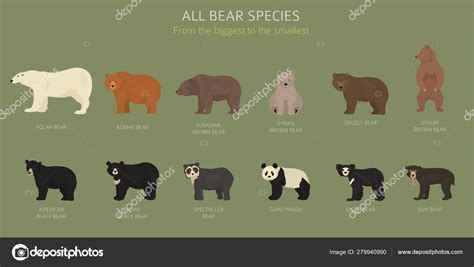 All world bear species in one set. Bears collection. Vector illu Stock ...