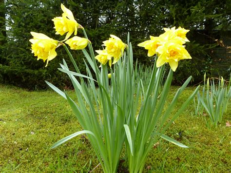 Bright yellow daffodil or narcissus flowers Creative Commons Stock Image