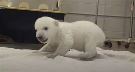 A Heartwarming Moment: Polar Bear Cub Takes Its First Steps