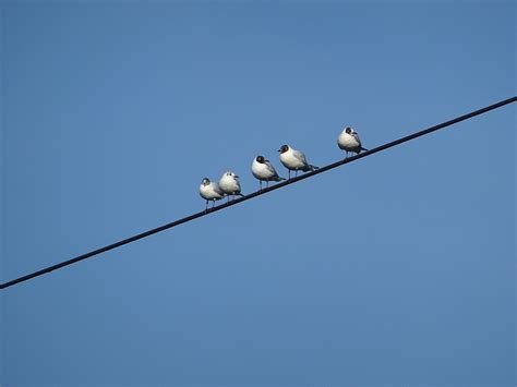 Birds Power Line Gull - Free photo on Pixabay - Pixabay