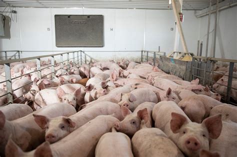 Meat Plant Closures Mean Pigs Are Gassed or Shot Instead - The New York Times