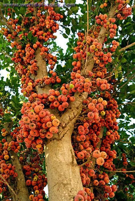 Ficus sycamorus 6 Seeds - Sycomore Fig - Fruit Tree Seeds in 2021 | Fruit trees, Unique trees ...