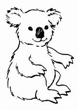 Koala Printable Coloring Pages sketch template