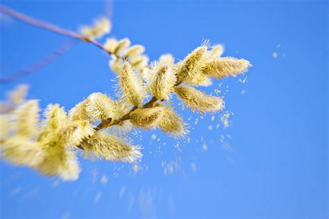 Pollen Levels Reach Record Highs Across U.S. | PeopleHype