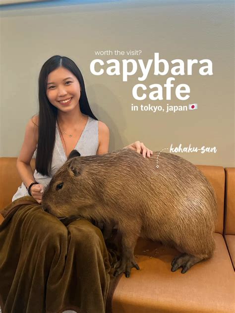 i went to a capybara cafe in tokyo🇯🇵 | Gallery posted by Mandy Wong ...