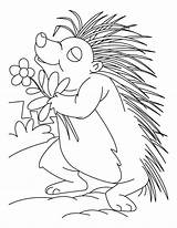 Get Ready To Peppy Porcupine Coloring Page Certain Watch Your Funny  sketch template
