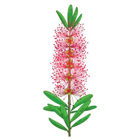 Bottlebrush Illustrations, Royalty-Free Vector Graphics & Clip Art - iStock