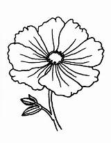 Simple Poppies Outline Coloring Page Free Printable PDF sketch template