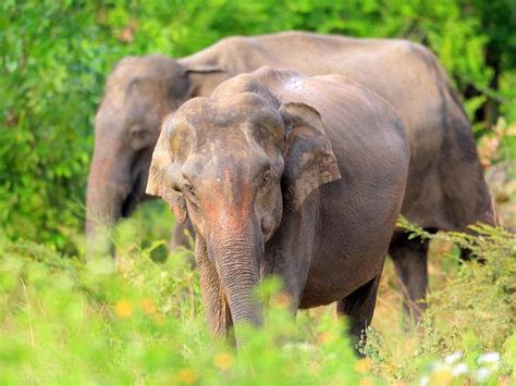 Udawalawe National Park - Wildlife | Sri Lanka