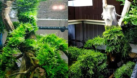 Christmas Moss 101 (Jolly Good): Growth & Planting Tips | Fluvico